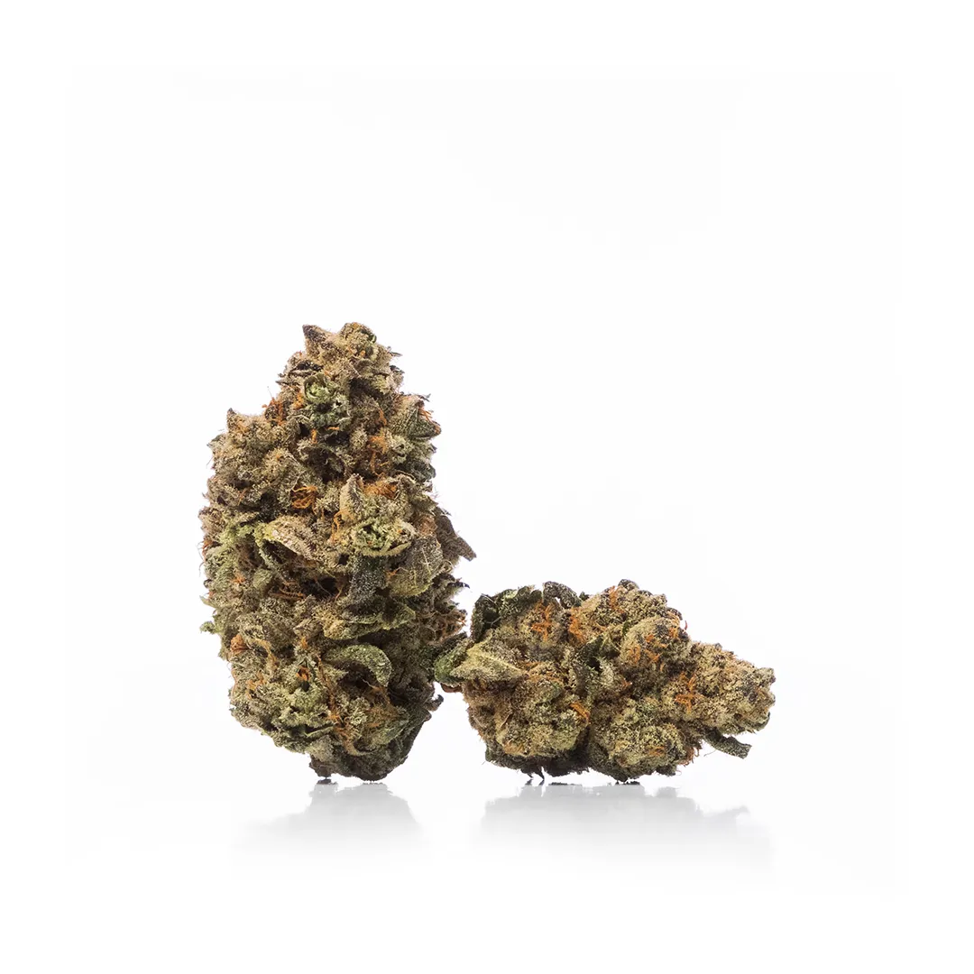 Animal-Cookies-strain.webp Animal-Cookies-strain.webp